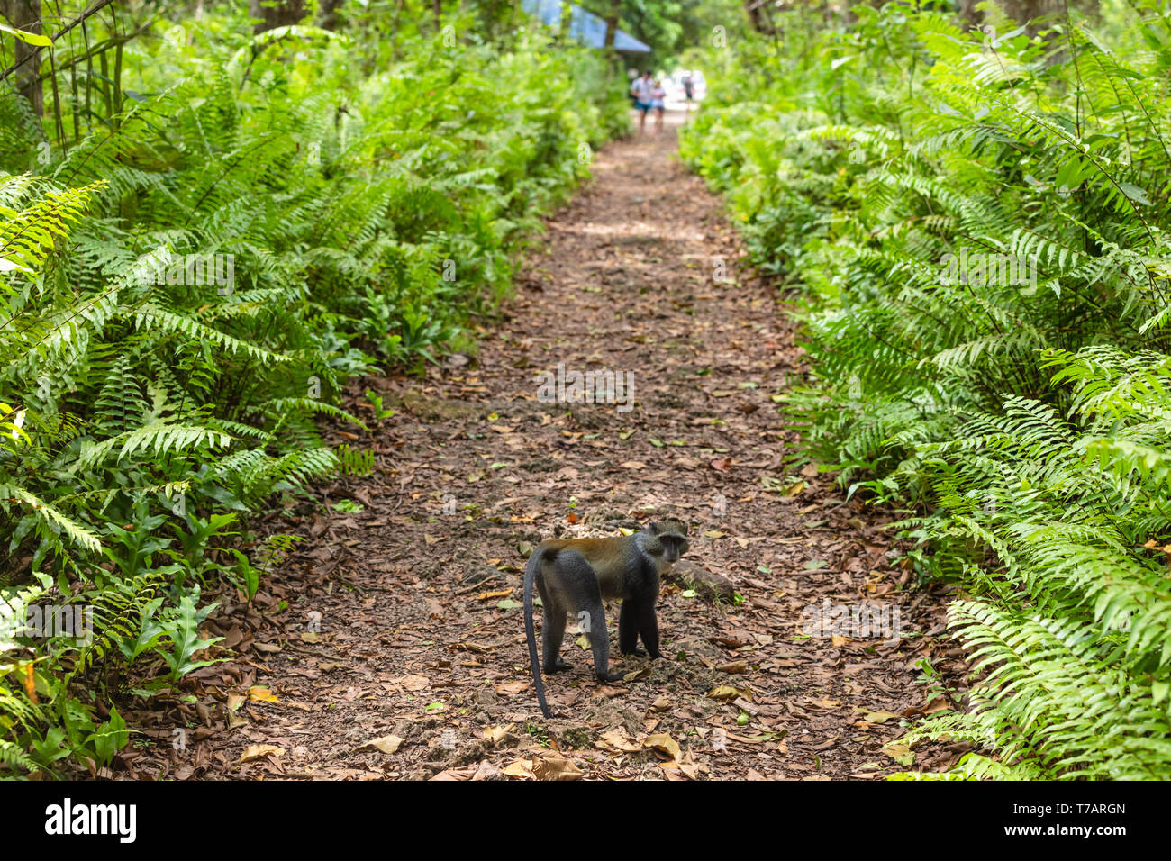 Blau Sykes Monkey des Jozani in Unguja aka Insel Sansibar Tansania Ostafrika Stockfoto