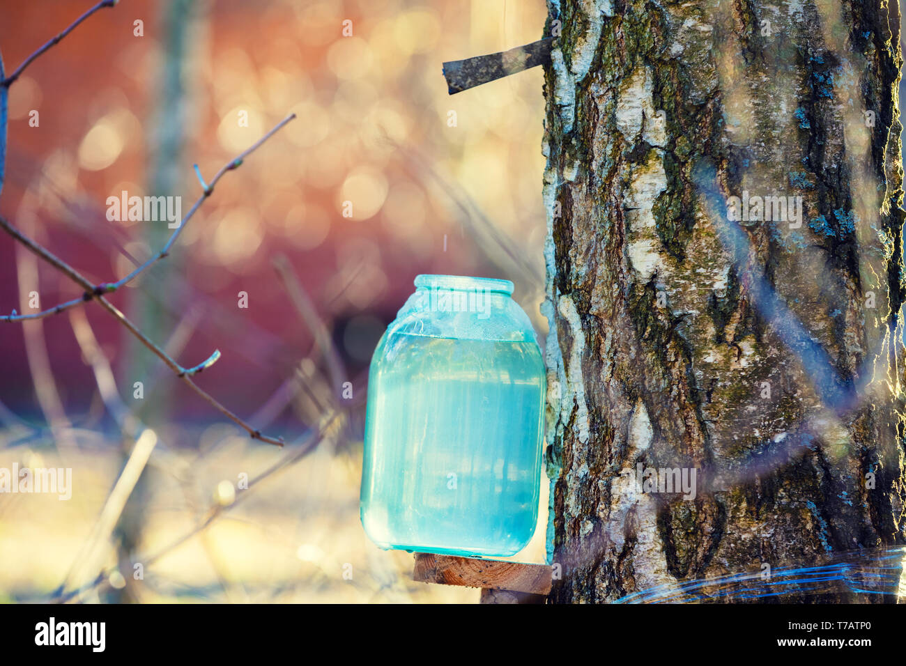 Produktion von birkensaft in einem Glas in den Wald. Frühling Stockfoto