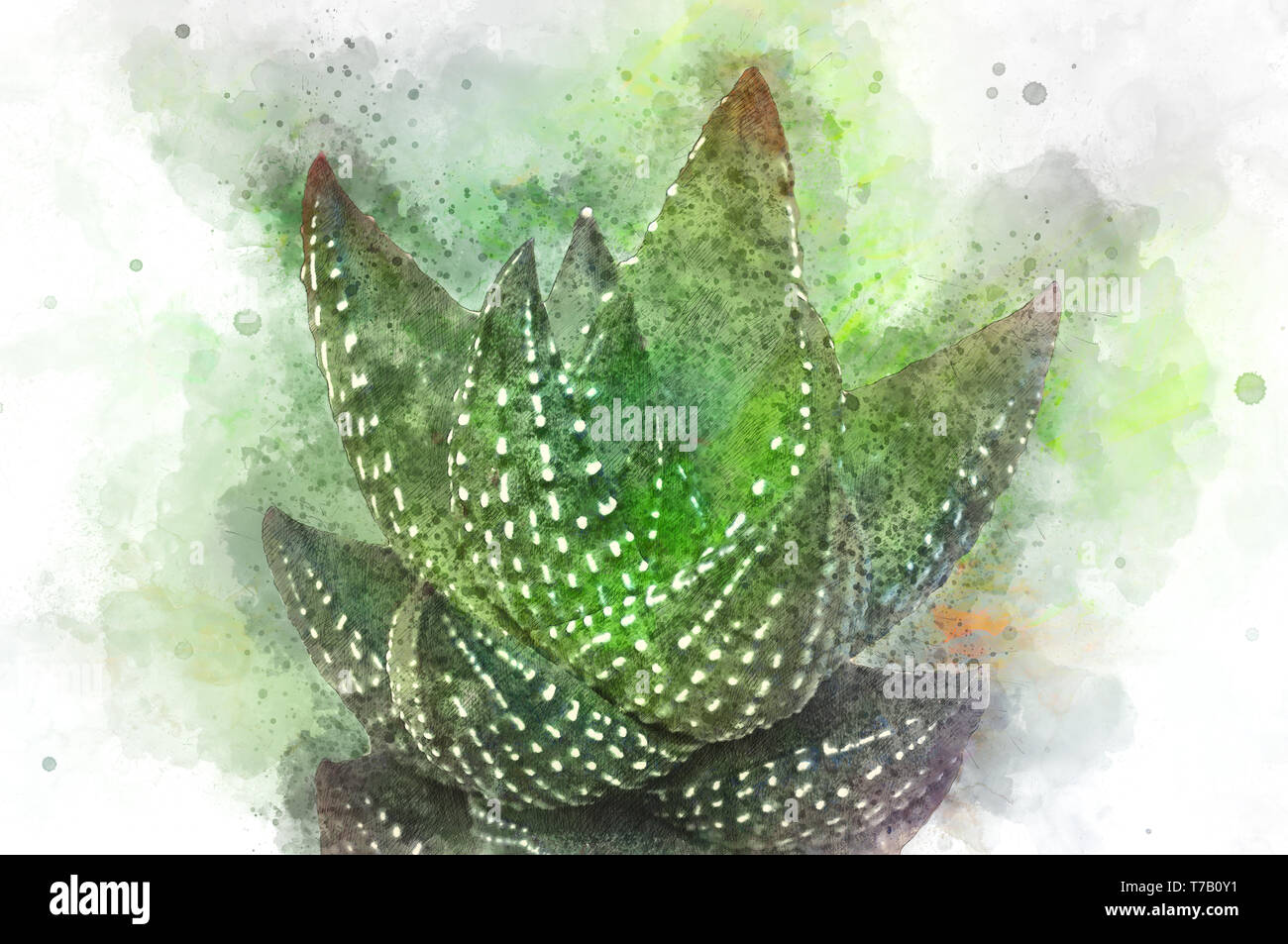 Digital verbesserte Bild eines Haworthia reinwardtii (Zebra Warze), zeigt seine Rosette mit saftigen und steife Blätter mit Dornen. Der Saft der leav Stockfoto