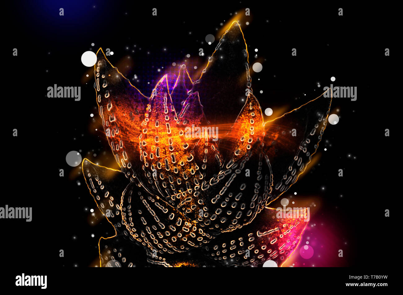 Digital verbesserte Bild eines Haworthia reinwardtii (Zebra Warze), zeigt seine Rosette mit saftigen und steife Blätter mit Dornen. Der Saft der leav Stockfoto