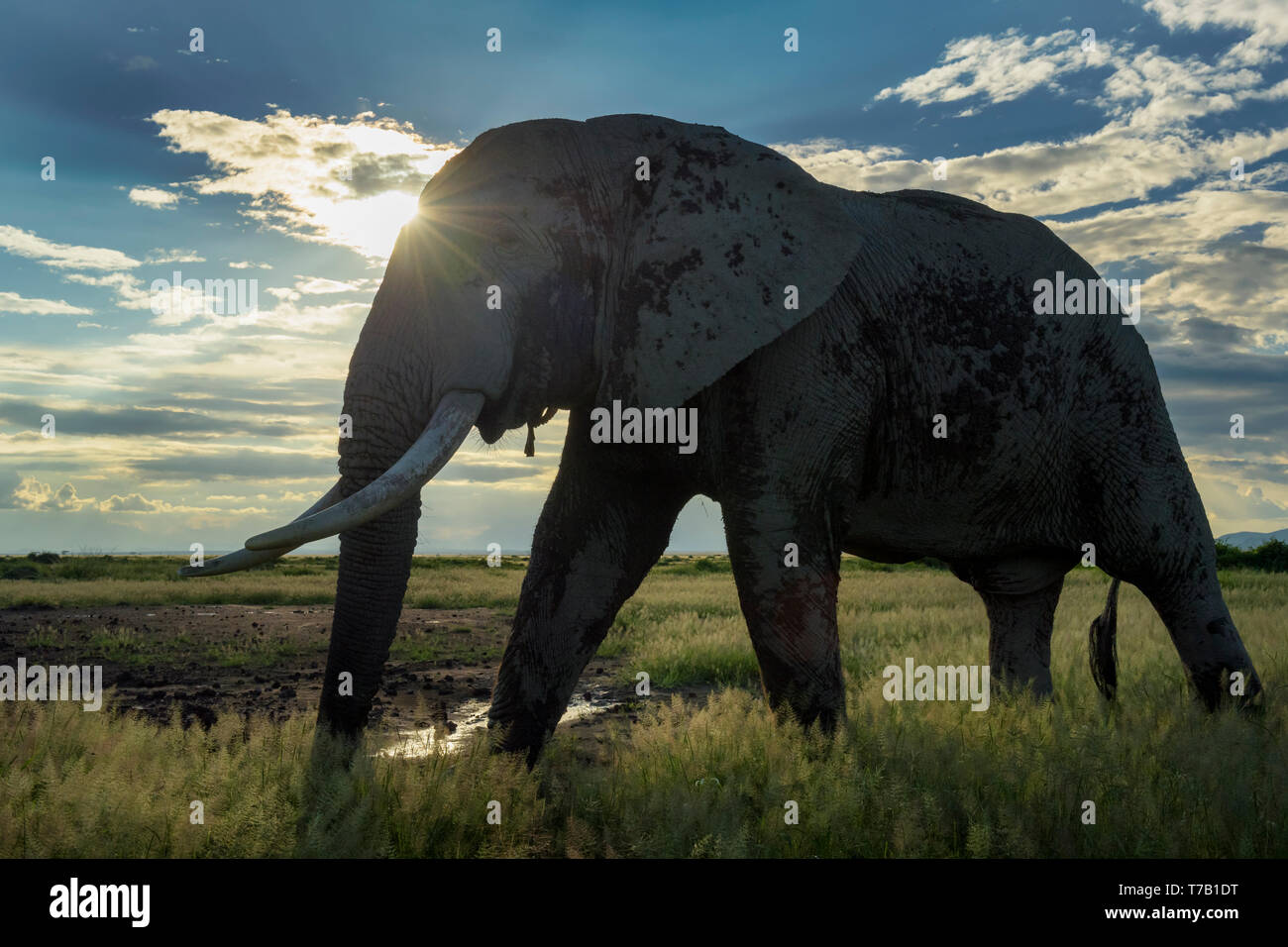 Afrikanischer Elefant (Loxodonta africana) Stier zu Fuß auf Savanne bei Sonnenuntergang, Backlit, Amboseli National Park, Kenia. Stockfoto