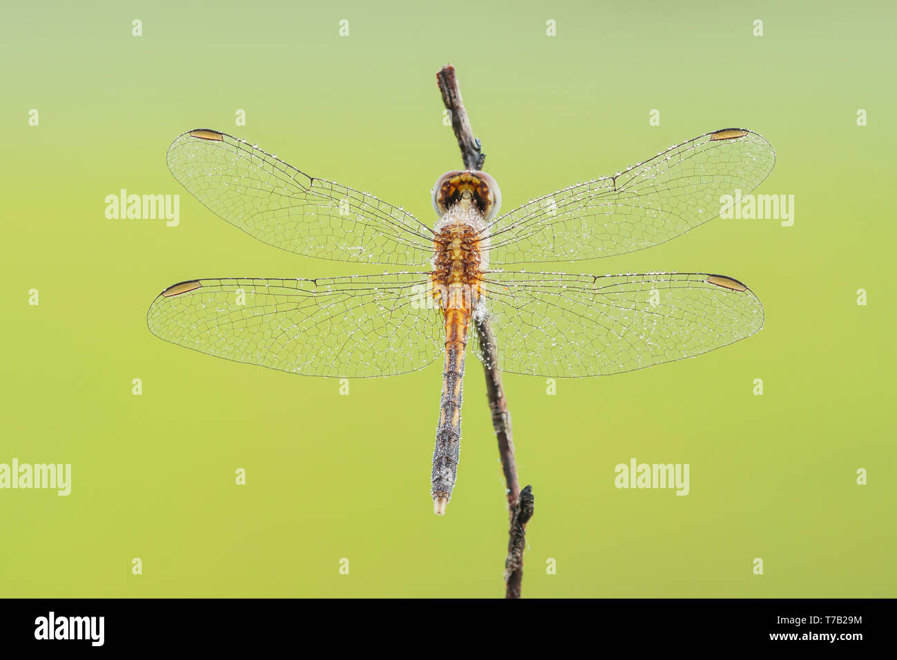 Ein Tau - überdachte unreifen männlichen Kleine Blaue Dragonlet (erythrodiplax Minuscula) für die Sonne wartet bis in den frühen Morgen zu erwärmen. Stockfoto