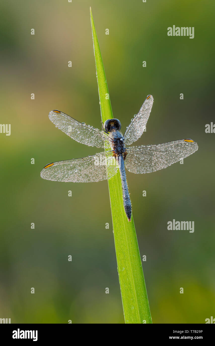 Ein Tau - überdachte männliche Kleine Blaue Dragonlet (erythrodiplax Minuscula) Sitzstangen auf einem Grashalm am Morgen. Stockfoto