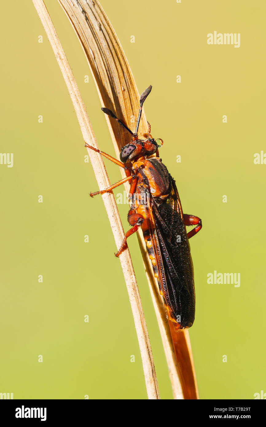 Eine weibliche Mydas Fliegen (Phyllomydas parvulus) Sitzstangen auf die Vegetation. Stockfoto