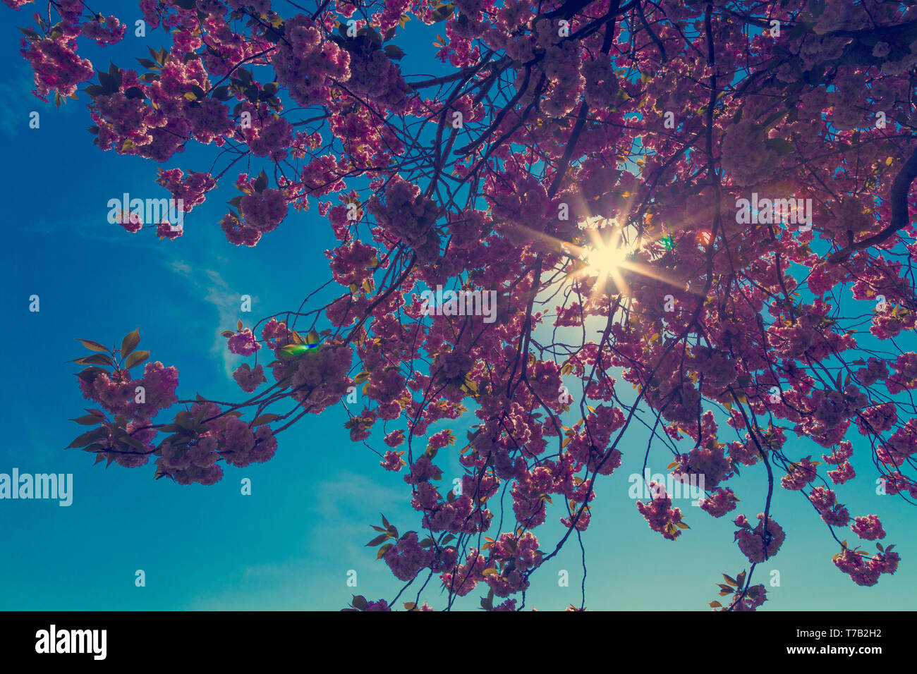 Nahaufnahme einer Kirschblüte Baum gegen den blauen Himmel Hintergrund Stockfoto