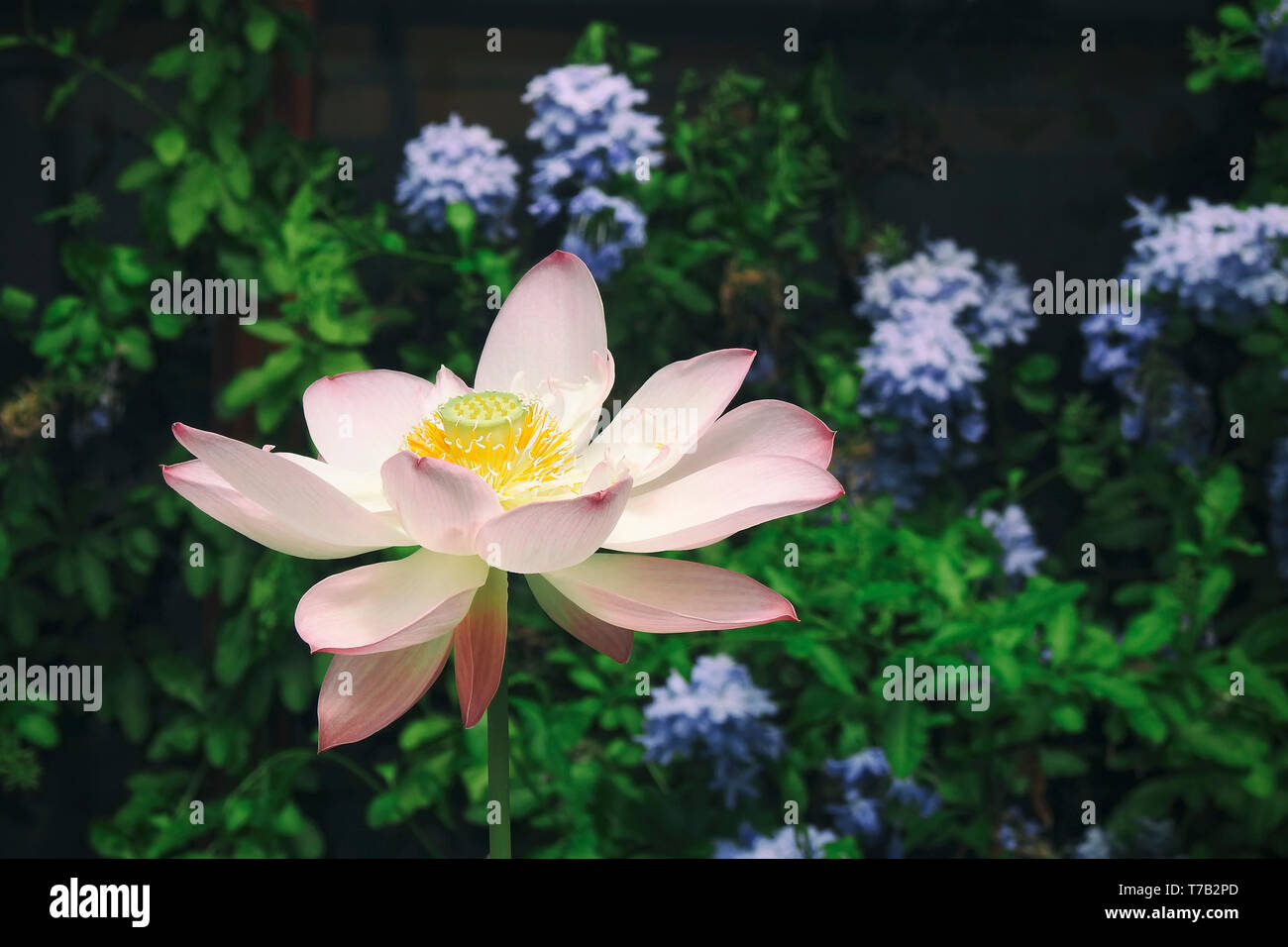 Rosa Lotusblume (Nelumbo nucifera) Stockfoto