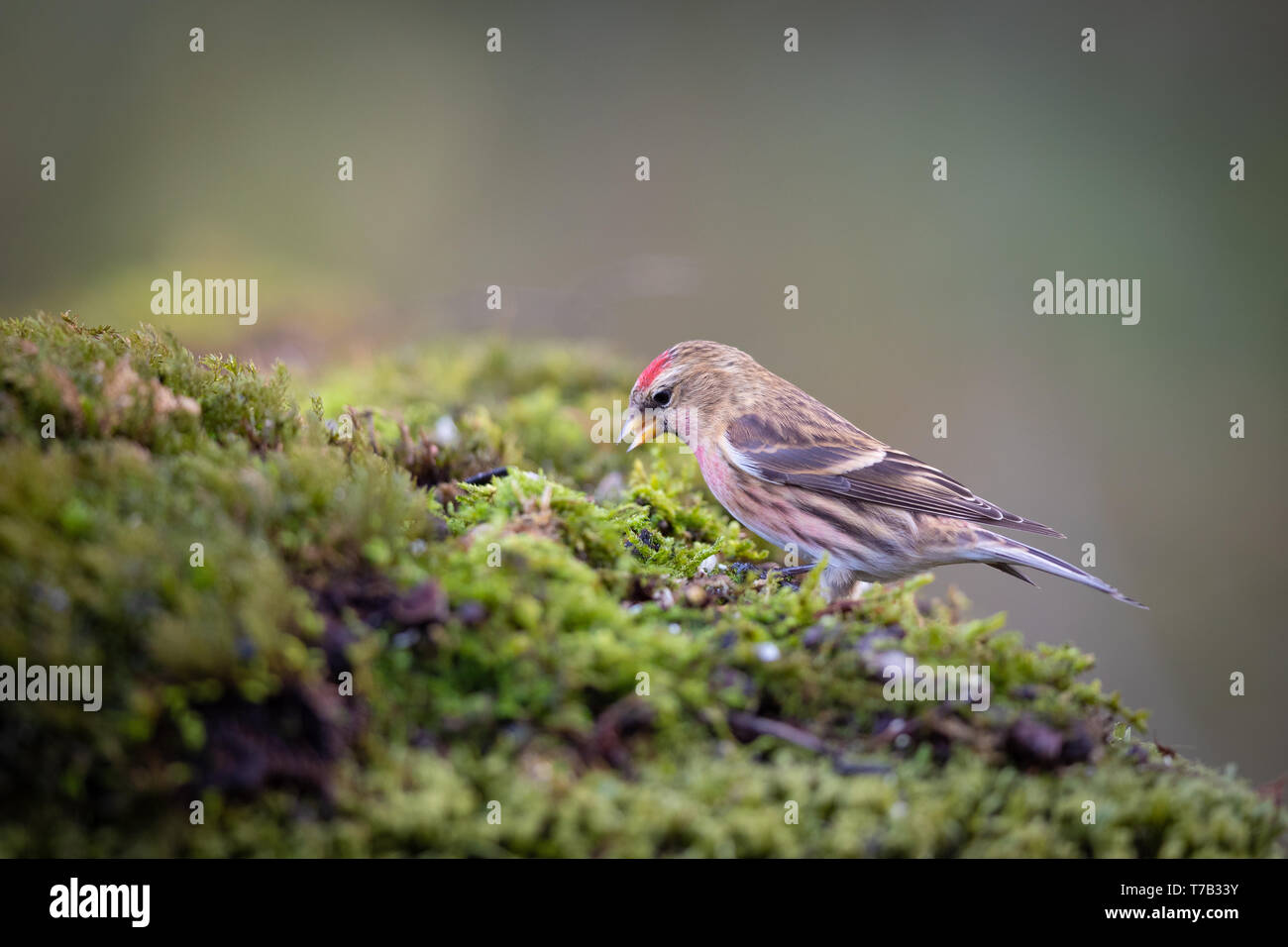 Redpoll-Vogel hockt Stockfoto