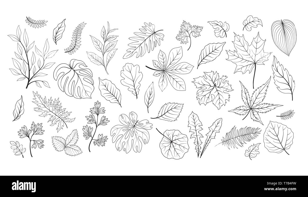 Blätter gesetzt. Verschiedene pflanze Blatt Kraut floral Skizze Sammlung. Tropischer Garten Blatt line Art Icon Set Stock Vektor