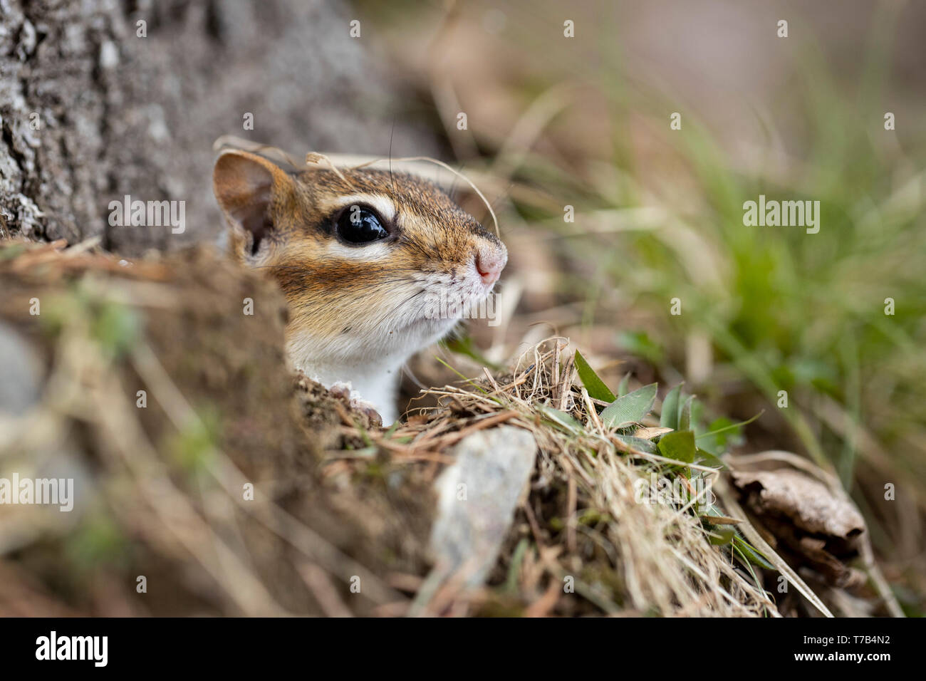 MAYNOOTH, ONTARIO, Kanada - 30. April 2019: ein Streifenhörnchen (Tamias), Teil der Sciuridae Familie Grünfutter für Lebensmittel. (Ryan Carter) Stockfoto
