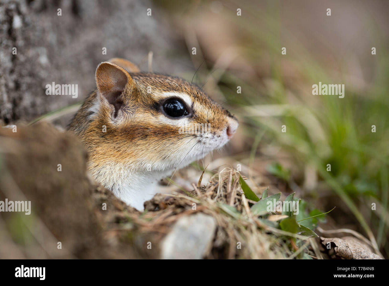 MAYNOOTH, ONTARIO, Kanada - 30. April 2019: ein Streifenhörnchen (Tamias), Teil der Sciuridae Familie Grünfutter für Lebensmittel. (Ryan Carter) Stockfoto