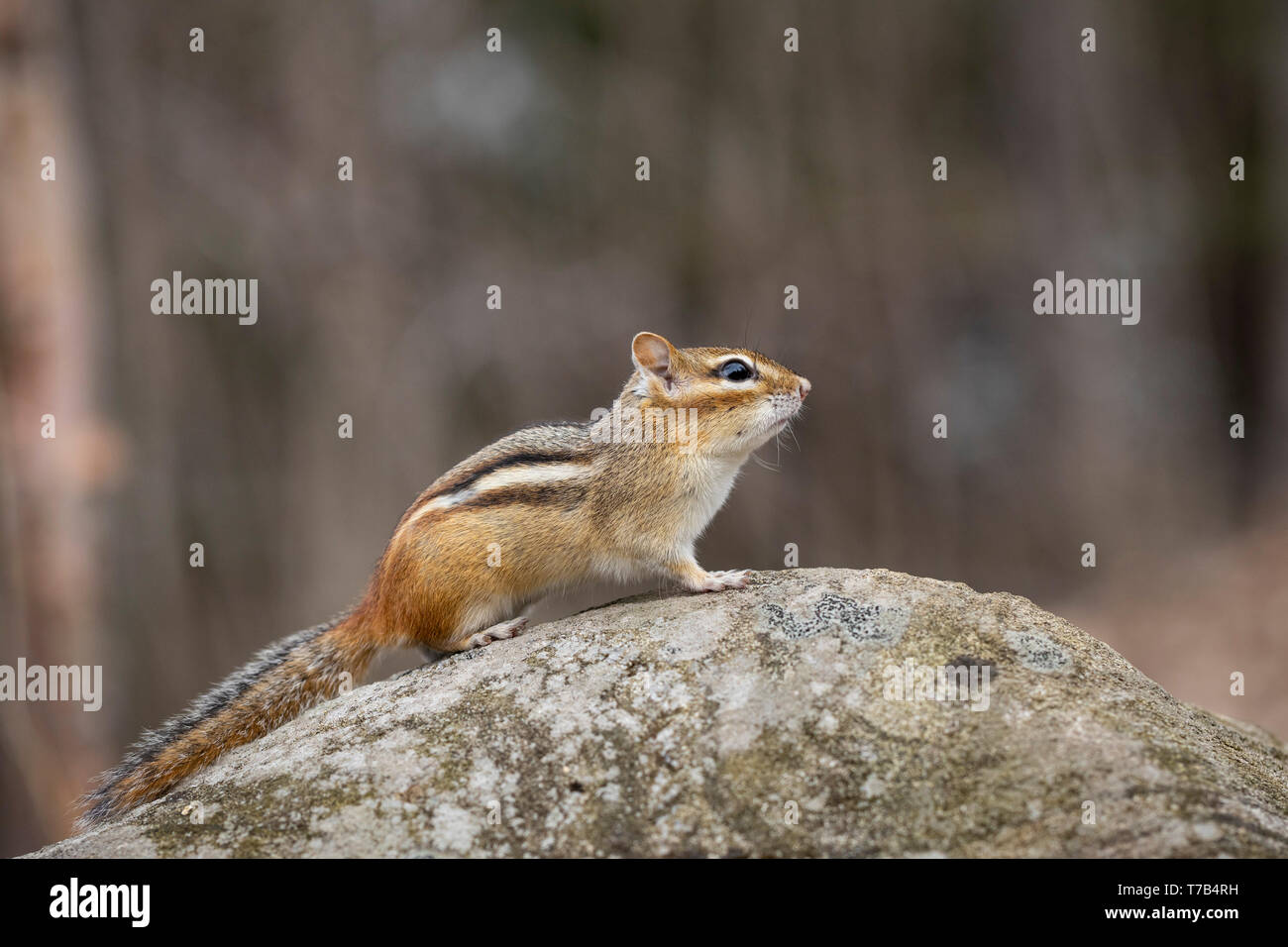 MAYNOOTH, ONTARIO, Kanada - 30. April 2019: ein Streifenhörnchen (Tamias), Teil der Sciuridae Familie Grünfutter für Lebensmittel. (Ryan Carter) Stockfoto