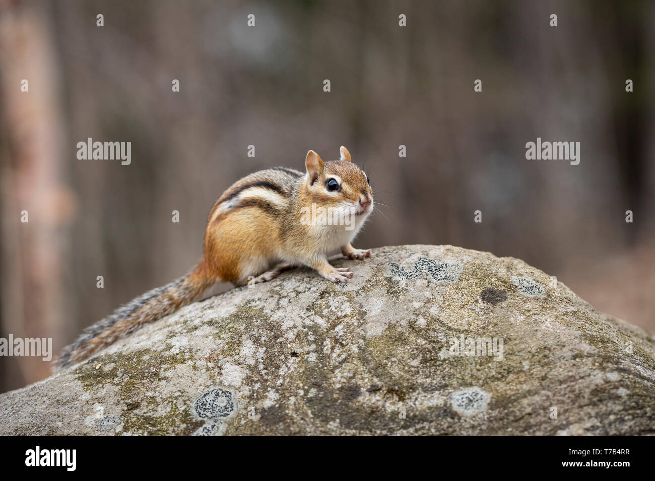 MAYNOOTH, ONTARIO, Kanada - 30. April 2019: ein Streifenhörnchen (Tamias), Teil der Sciuridae Familie Grünfutter für Lebensmittel. (Ryan Carter) Stockfoto