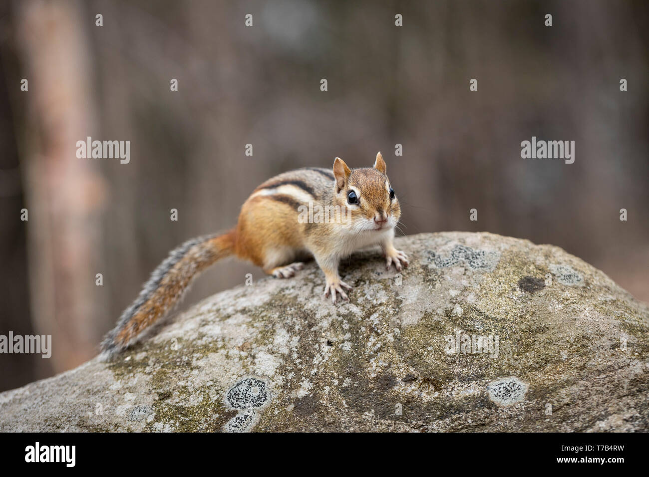 MAYNOOTH, ONTARIO, Kanada - 30. April 2019: ein Streifenhörnchen (Tamias), Teil der Sciuridae Familie Grünfutter für Lebensmittel. (Ryan Carter) Stockfoto