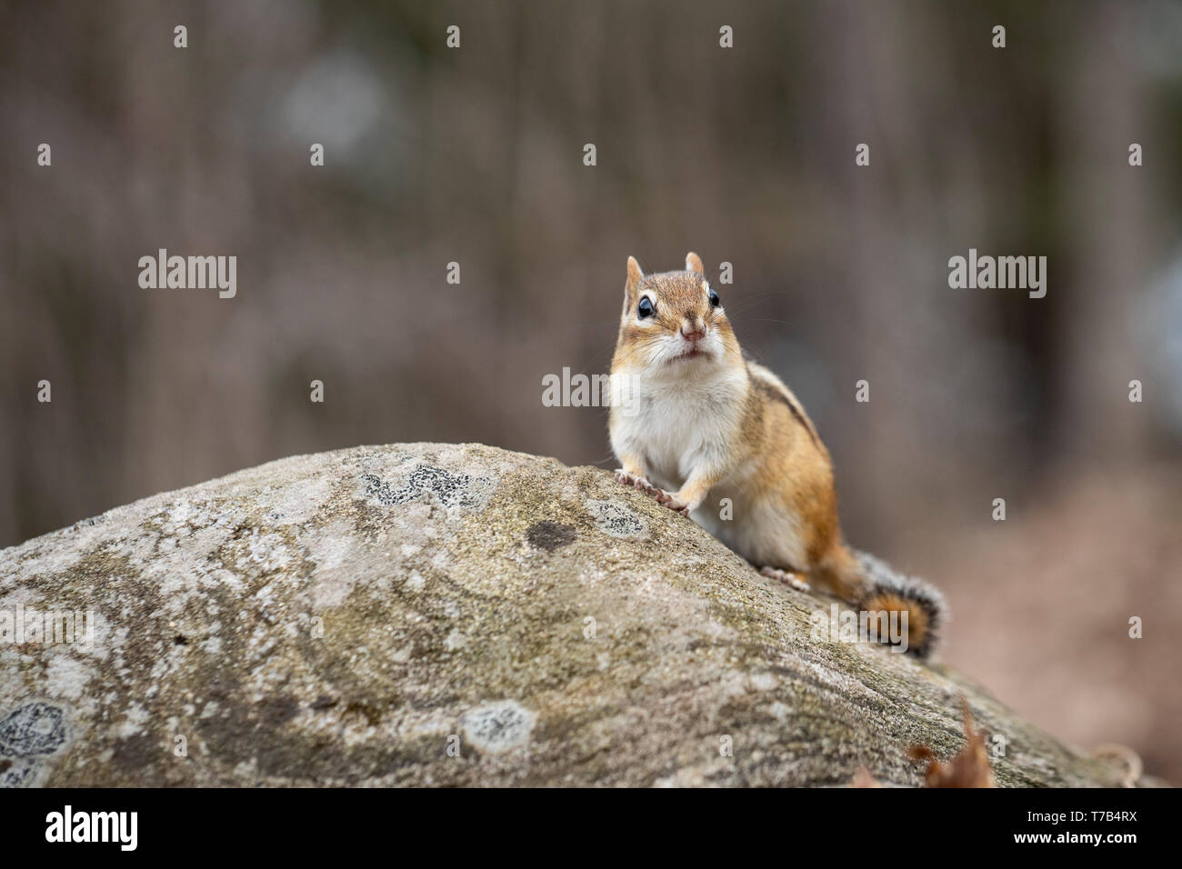 MAYNOOTH, ONTARIO, Kanada - 30. April 2019: ein Streifenhörnchen (Tamias), Teil der Sciuridae Familie Grünfutter für Lebensmittel. (Ryan Carter) Stockfoto