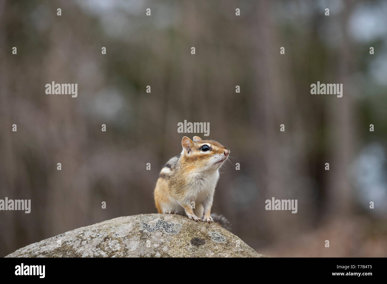 MAYNOOTH, ONTARIO, Kanada - 30. April 2019: ein Streifenhörnchen (Tamias), Teil der Sciuridae Familie Grünfutter für Lebensmittel. (Ryan Carter) Stockfoto