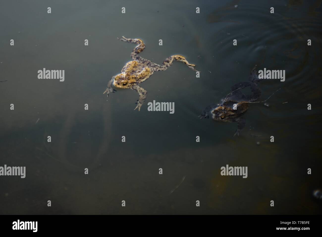 Ein schöner Sumpf Froschschwimmen in einem sumpfigen Pool im See Stockfoto