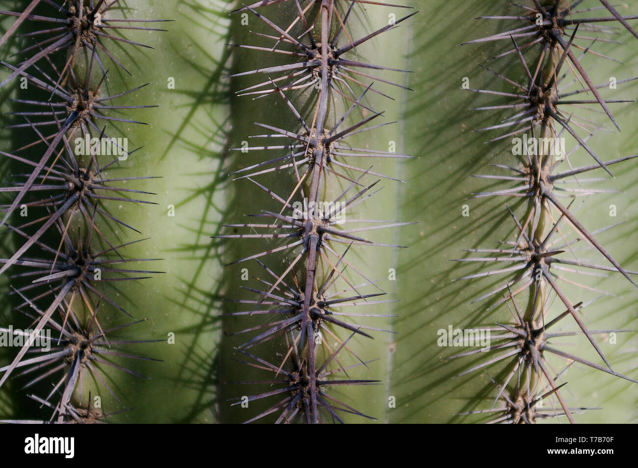 Saguaro Nahaufnahme Stockfoto