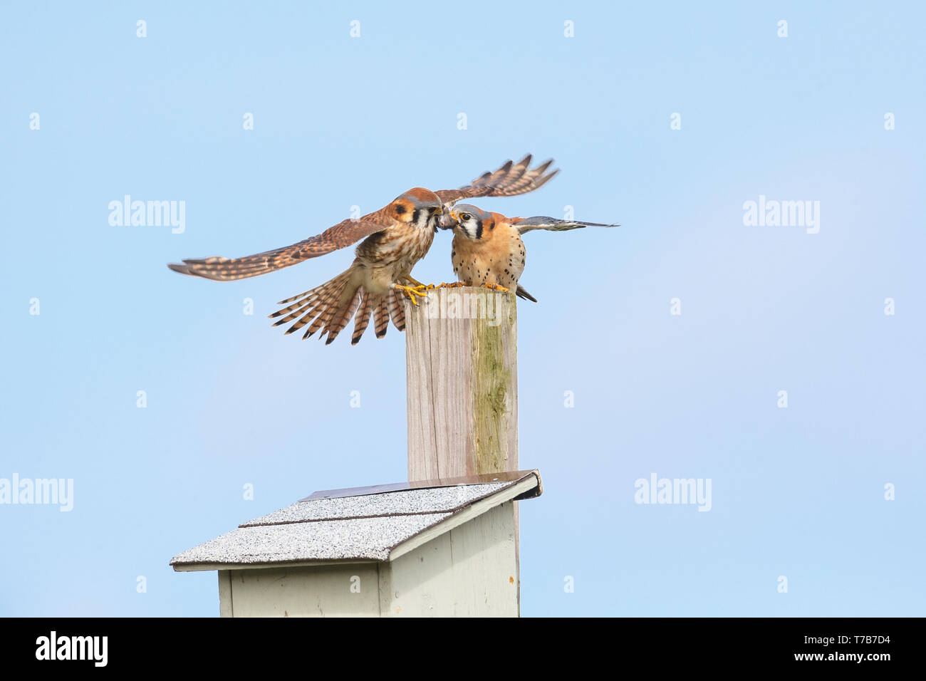 Amerikanische Kestrel und Nistkasten in Burnaby BC Kanada Stockfoto