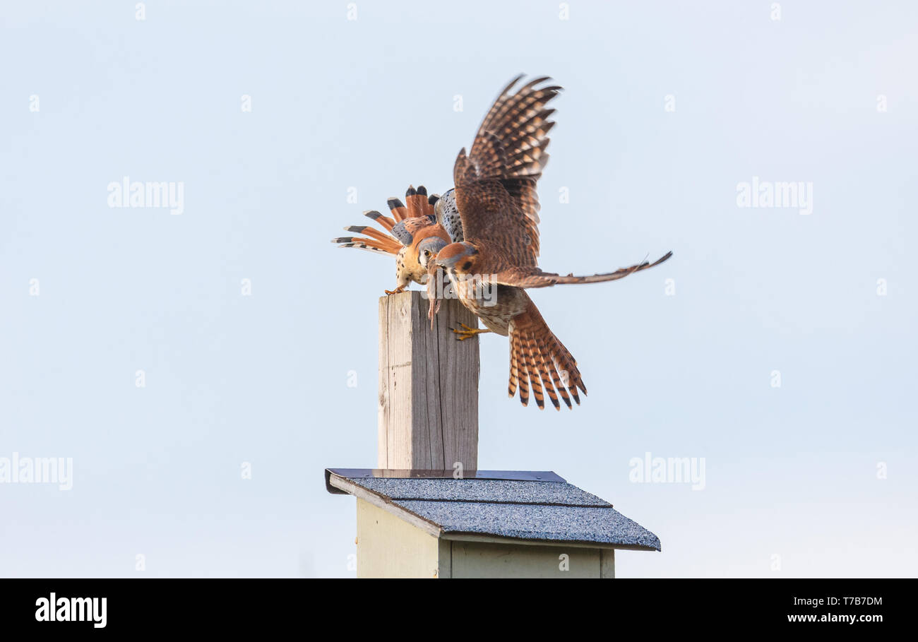 Amerikanische Kestrel und Nistkasten in Burnaby BC Kanada Stockfoto