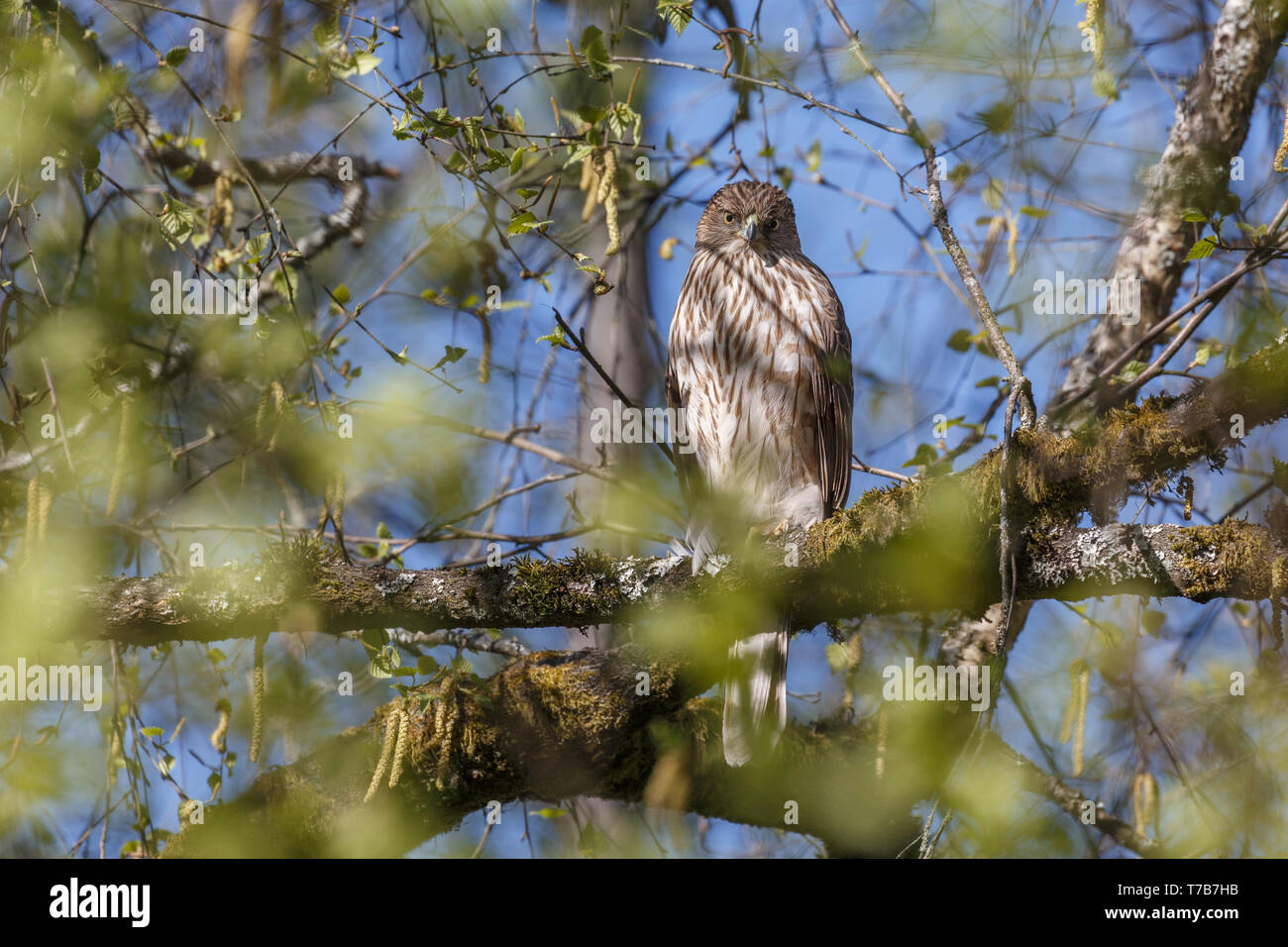 Kinder Cooper hawk Bird in Richmond BC Kanada Stockfoto