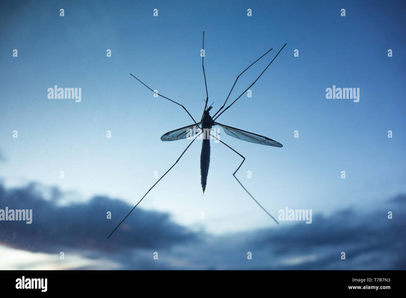 Großen Kran fliegt auf Glas Fenster Stockfoto