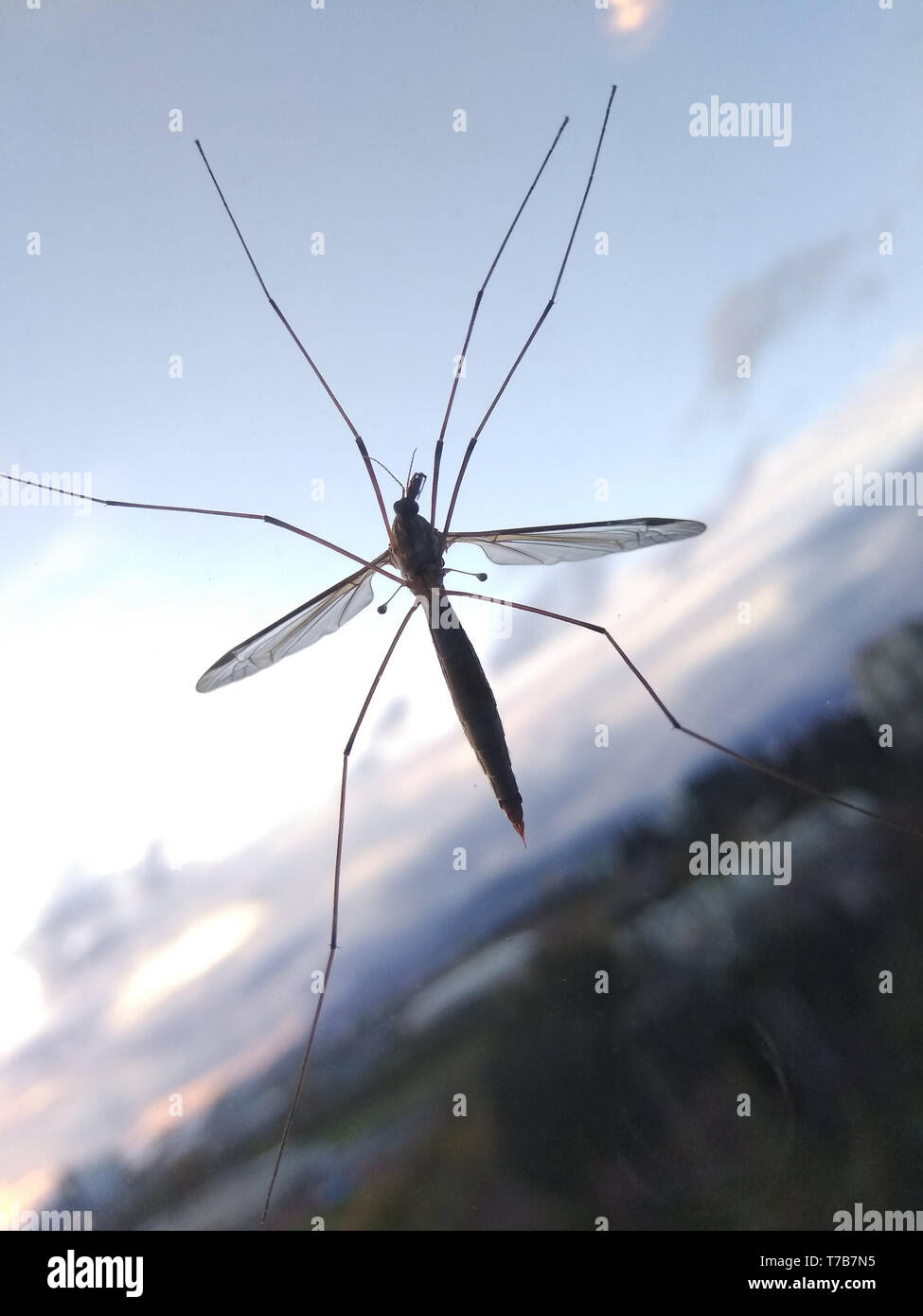 Großen Kran fliegt auf Glas Fenster Stockfoto