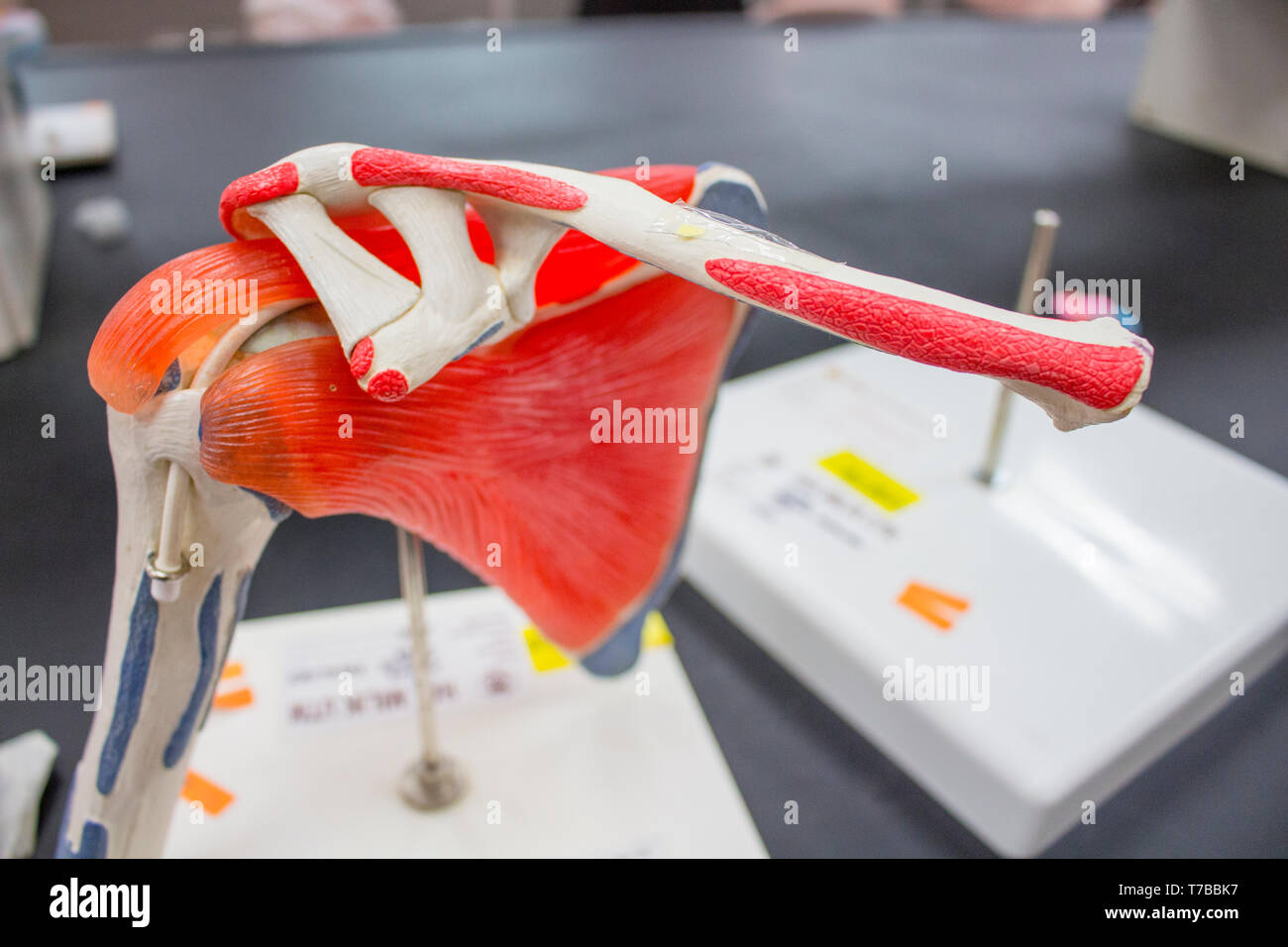 Anatomie Modell für Skelett der oberen Extremität mit Knochen und Muskeln. Stockfoto