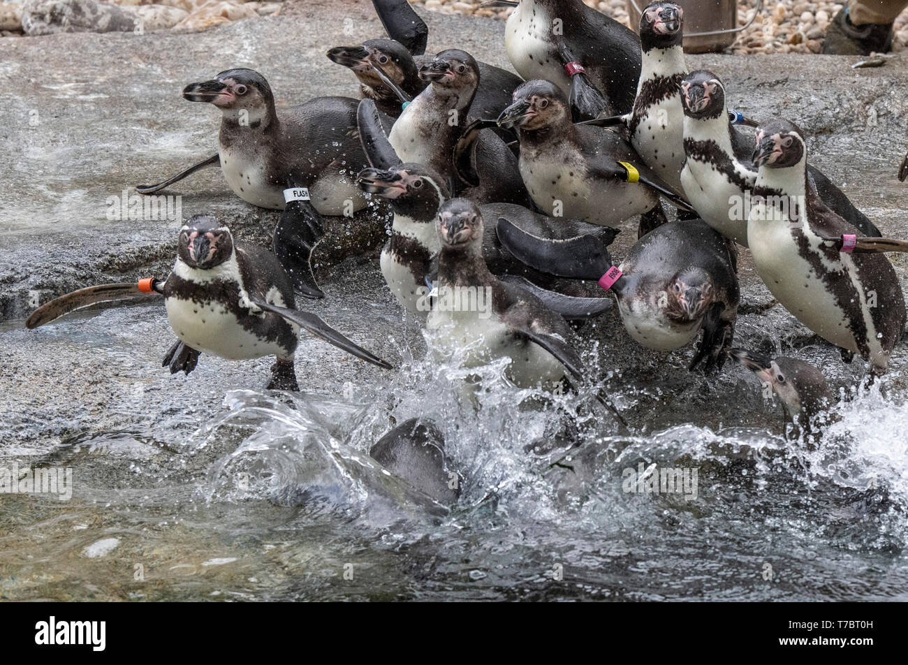 06.Mai 2019 Hessen, Frankfurt/Main: Humboldt-pinguin (Spheniscus Humboldti) tauchen Sie ein in das Wasser bei der Eröffnung des neuen Penguin enclosure am Frankfurter Zoo. In Zukunft sollten die Tiere auch in der Einrichtung wieder. Foto: Boris Roessler/dpa Stockfoto