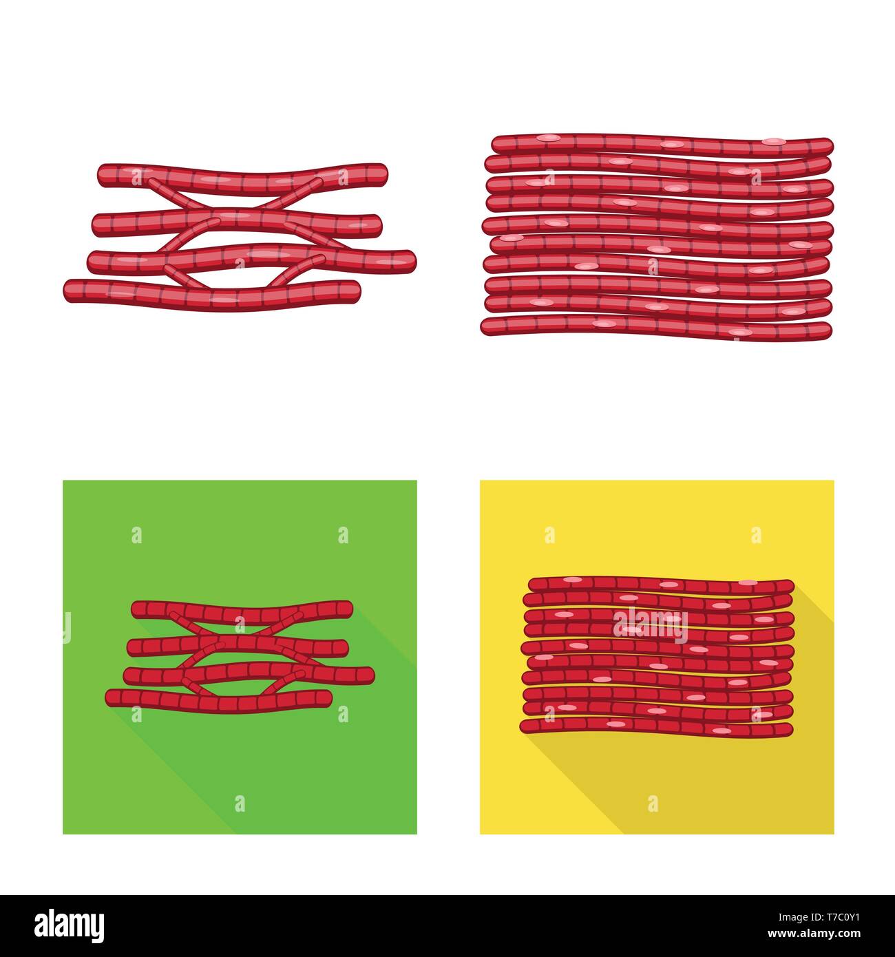 Vektor Design der Faser und muskulös. Satz von Faser- und Körper vektor Illustration. Stock Vektor