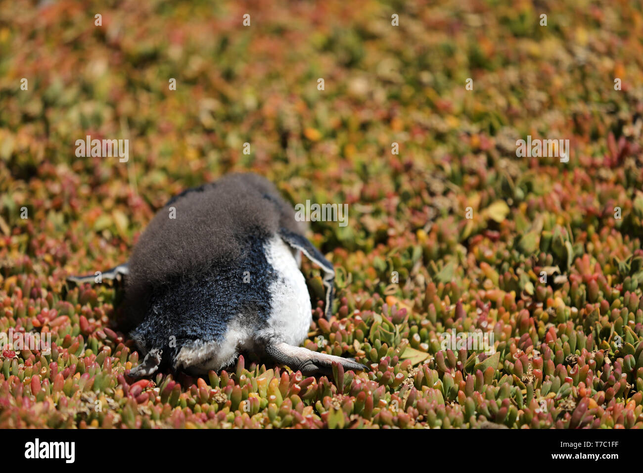 Tote junge Pinguin in Australien Stockfoto
