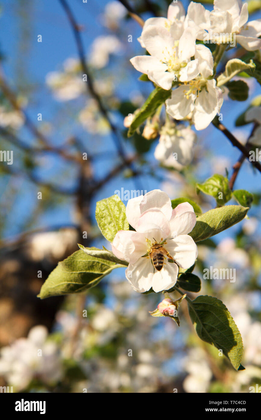 Zweige Eines Bluhenden Apfelbaum Mit Bienen Nektar Sammeln Von