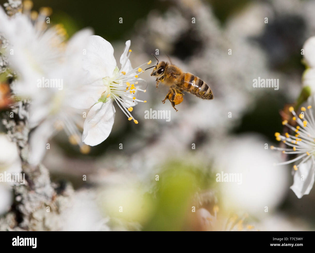 Apoidea Bienen auf der Suche nach Nektar und Pollen zu einem blühenden Pflaumenbaum Stockfoto