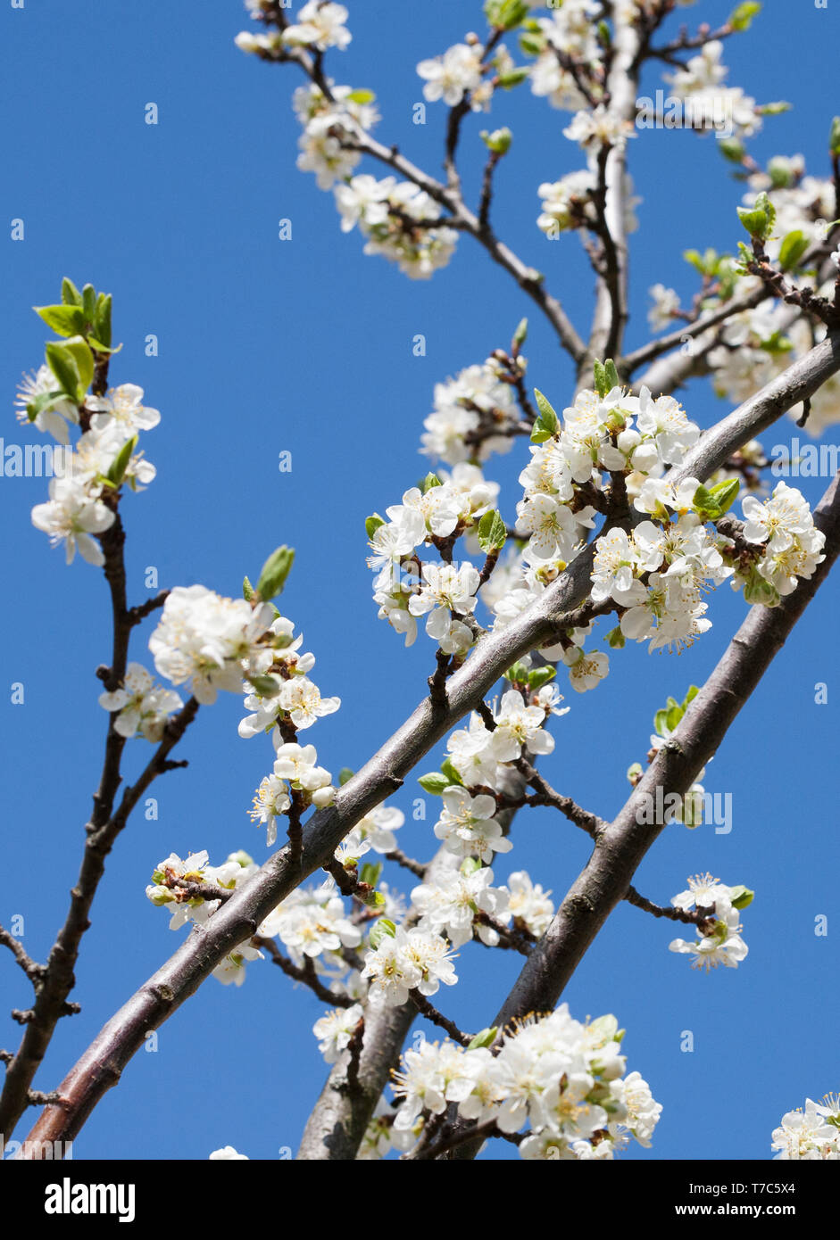 PLUMTREE Blüte im Frühjahr, Prunus domestica Stockfoto