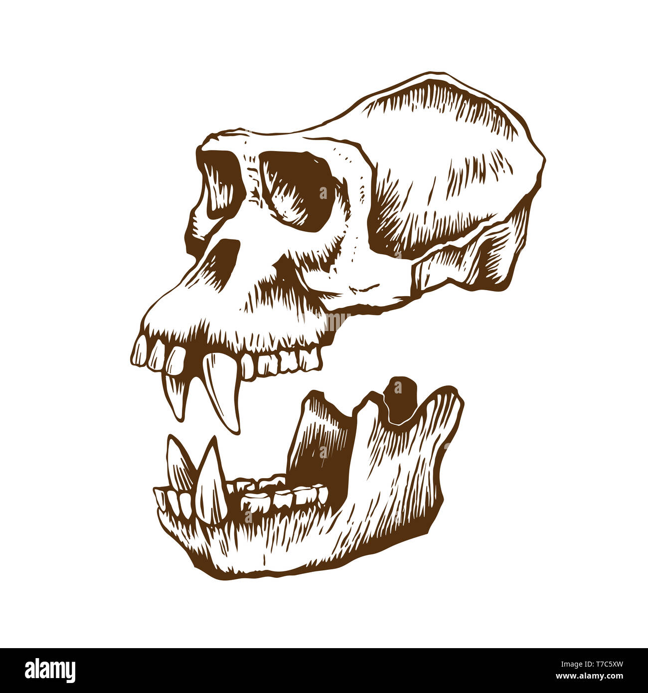 Gorilla Affe Schädel, Hand gezeichnet. Der Unterkiefer ist separat dargestellt. Primas Anatomie Illustration Stockfoto