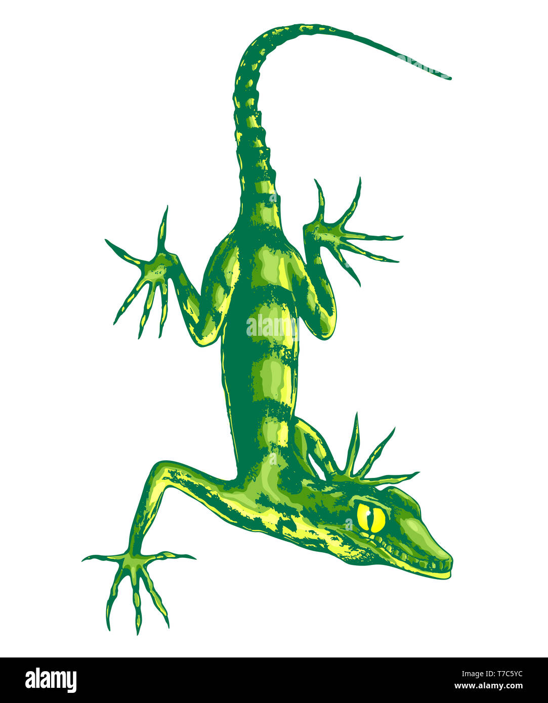 Eidechse mit langen Krallen, Farbe Abbildung. Stockfoto