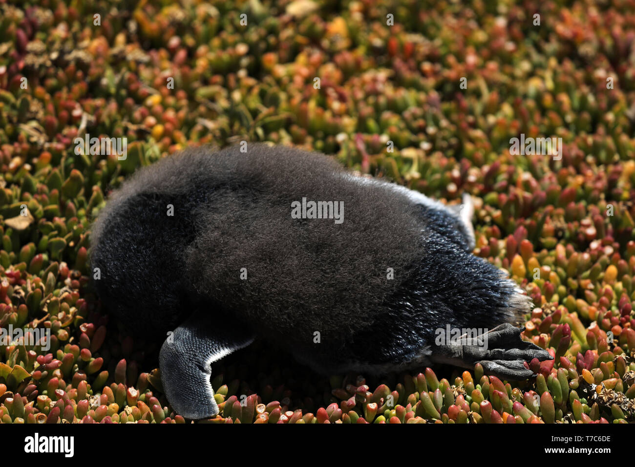 Tote junge Pinguin in Australien Stockfoto