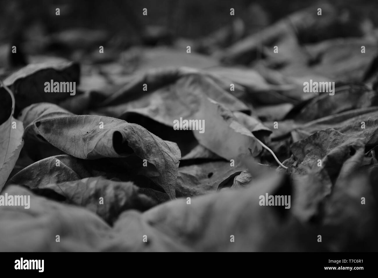 Abgefallene Laub. Monochrom. Stockfoto