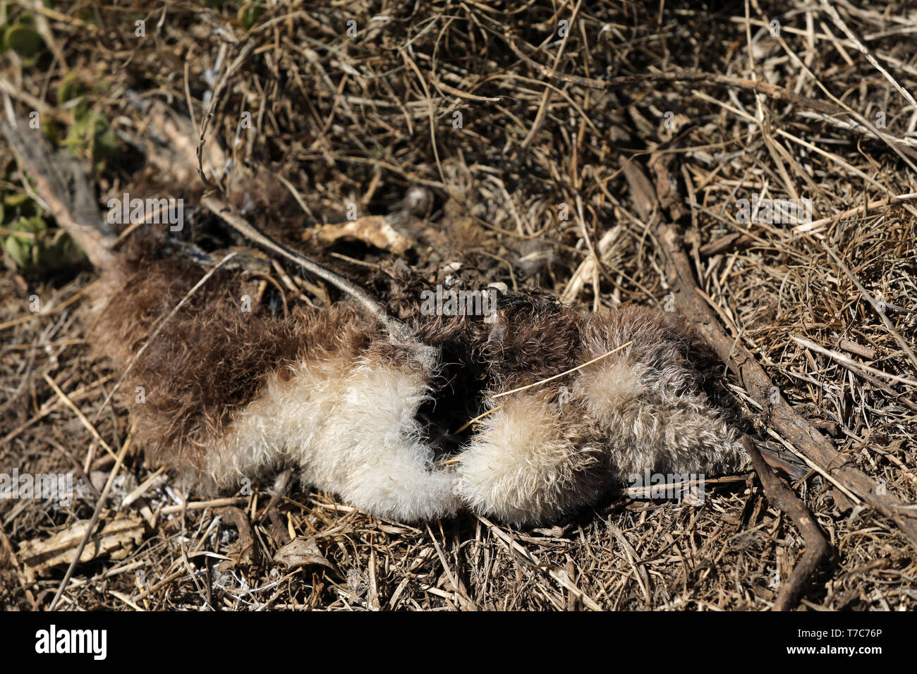 Tote junge Pinguin in Australien Stockfoto