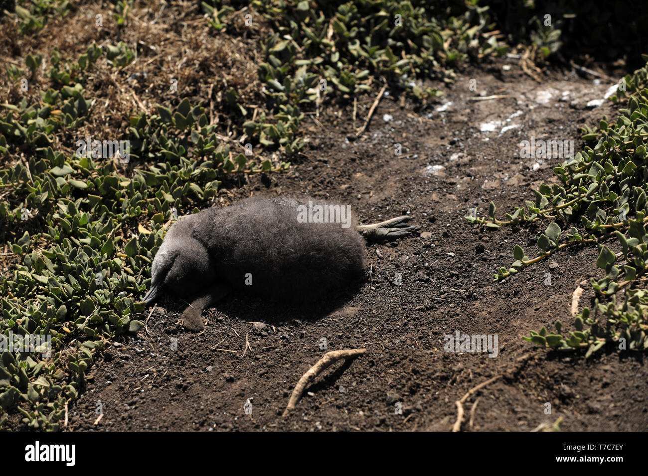 Tote junge Pinguin in Australien Stockfoto