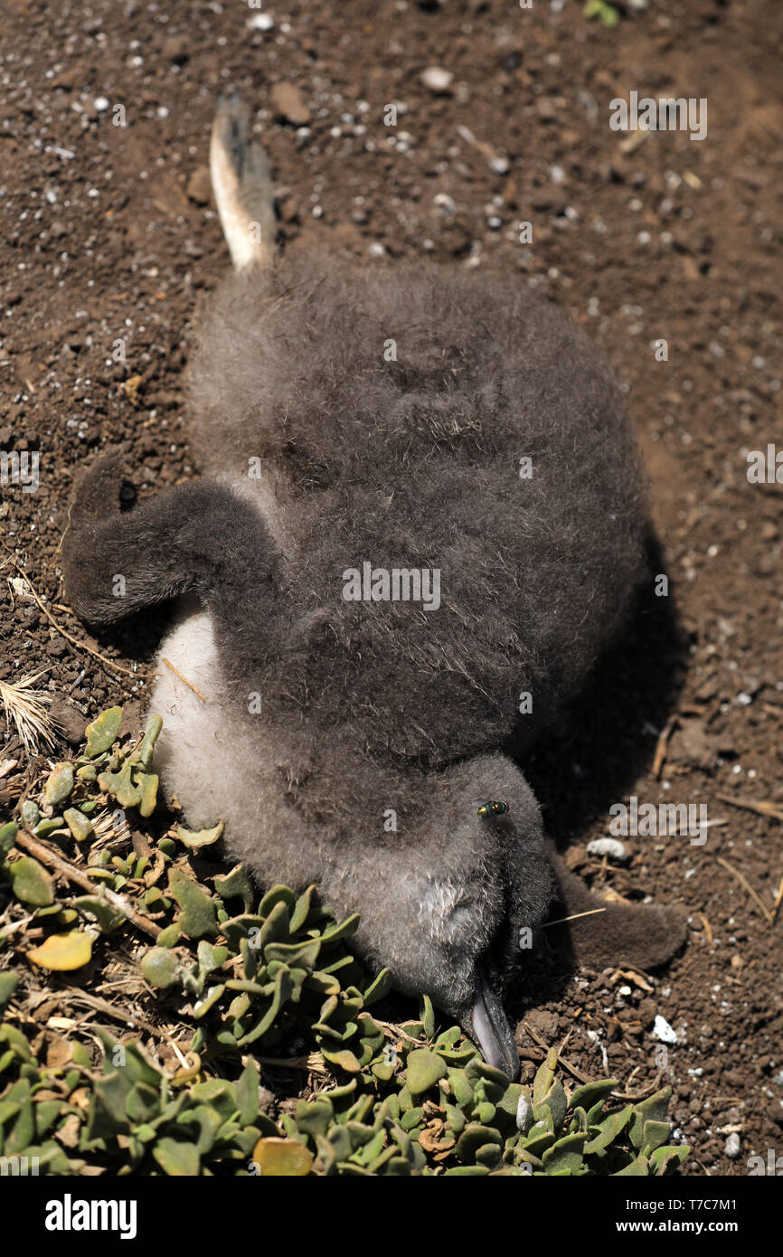 Tote junge Pinguin in Australien Stockfoto