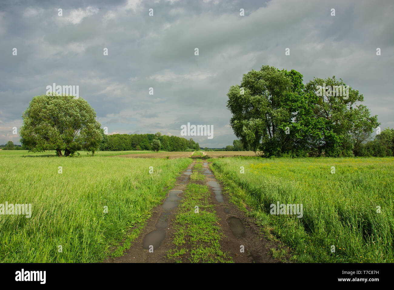 Straße mit Pfützen durch eine grüne Wiese mit hohen Gräsern, großen Bäumen und einem trüben regnerischen Himmel Stockfoto