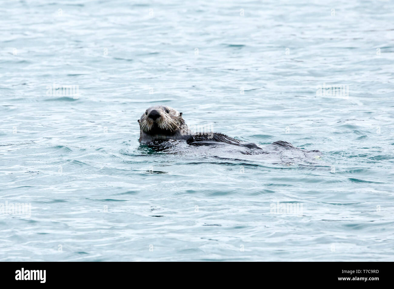 Seeotter (Enhydra lutris) selbst Streicher und verknoten sich von Abdriften zu verhindern, Monterey Bay, Kalifornien Stockfoto