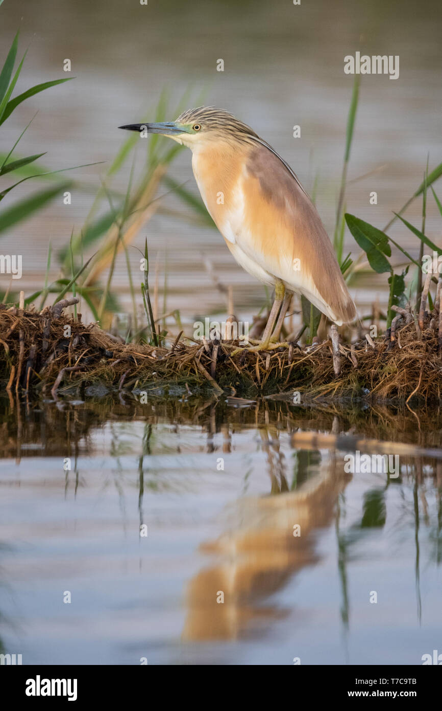 Kleine gelbe Heron (Ardeola ralloides) im natürlichen Lebensraum Stockfoto