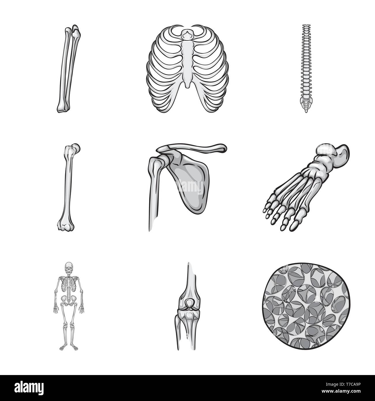 Oberschenkel, Rippen, Wirbelsäule, Fuß, Bewegungsapparat, Osteoporose ...