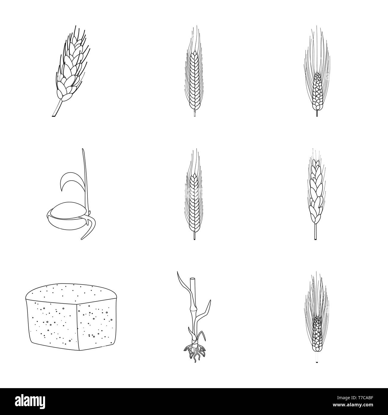 Feder, Gerste, Samen, Brot, Stammzellen, Spike, Winter, Wachsen, Wurzel, Hartweizen, Stufen, gesund, Ohr, Zuschneiden, sprießen, Kleie, Kohlenhydrat, das Kornfeld, die Keimung, Müsli, Brot, Zyklus, Stroh, Reif, Prozess, Grün, Essen, Frühstück, Landwirtschaft, Landwirtschaft, Roggen, Weizen, Mais, Getreide, Ernte, Bauernhof, Feld, Set, Vector, Icon, Illustration, isoliert, Sammlung, Design, Element, Grafik, Zeichen, Outline, Linie Vektor Vektoren, Stock Vektor