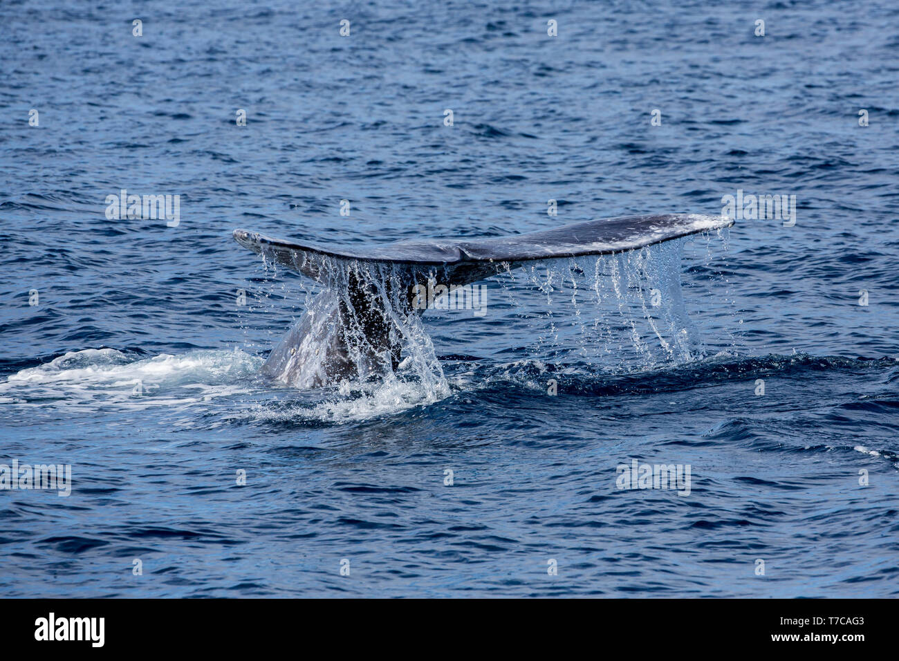 Grau/Grau wal Wal (Eschrichtius robustus) auf ihre wandernden Reise nach Baja California, mit Lagunen als ihren Nährboden im Winter. Stockfoto