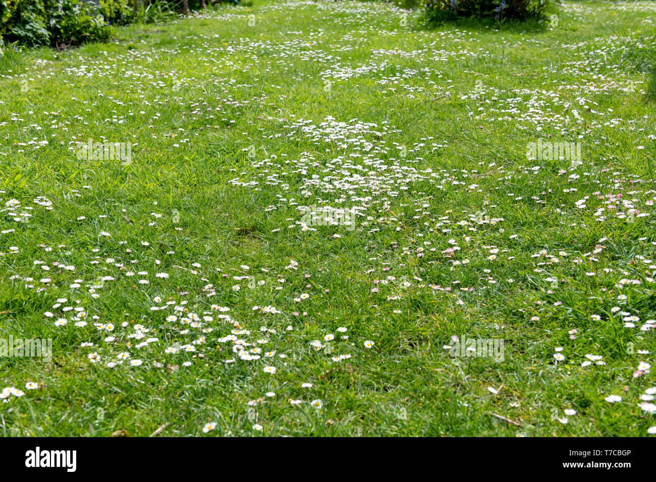 Gänseblumen Im Rasen