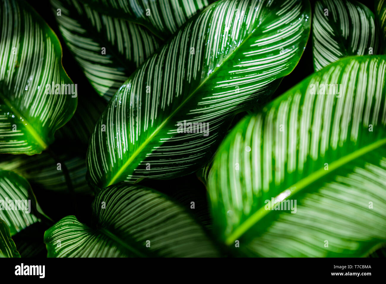 Struktur in der Natur - Blatt mit schönen Design und Struktur Stockfoto