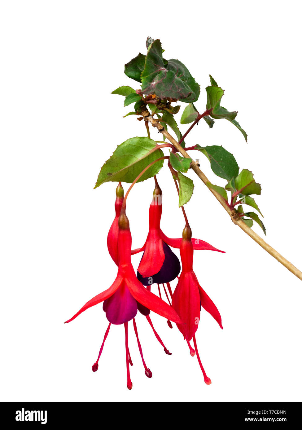 Dangling violetten und roten Blüten der Hardy, Strauchigen fuchsia, Fuchsia 'Mrs Canescens', auf einem weißen Hintergrund Stockfoto