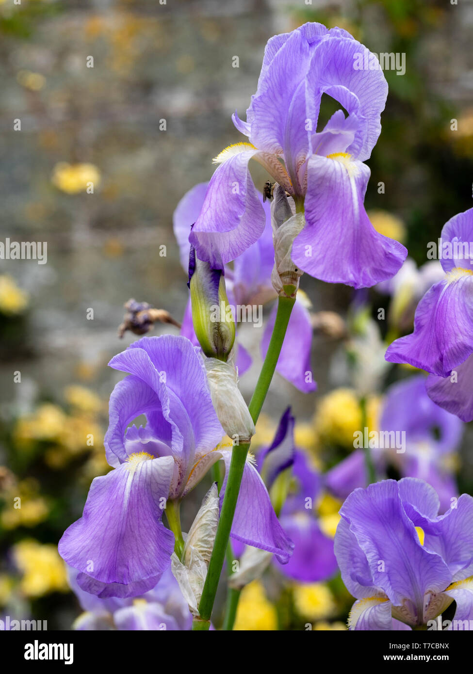 In der Nähe des blauen Blüten Der winterharte Staude Iris githago ssp Githago, eine frühe Blüte tall bearded Iris Stockfoto